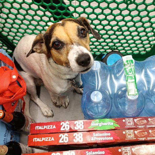 Pippo - 9 Anni (Nato Il 30 Ottobre 2016)  - Jack Russell  - Taglia: Piccola  - Carattere: Dolcissimo, Buono E Socievole  